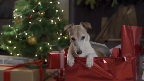 Small cute funny dog with boxes and Christmas tree on light background. dog jack Stock Footage 139632789