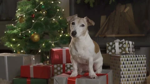 Small cute funny dog with boxes and Christmas tree on light background. dog jack Stock Footage 139633491