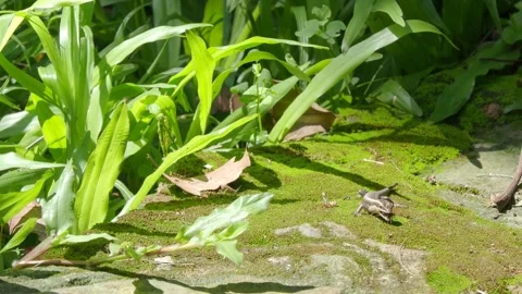 A small cute garden lizard eating an insect Stock Footage 139192430