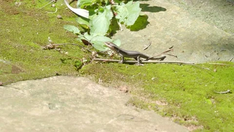 A small cute garden lizard scampers away Stock Footage 139192593