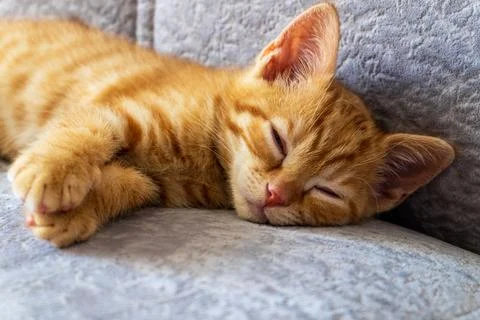 Small cute ginger kitten sleeping on the sofa. Pets, care. Stock Photos