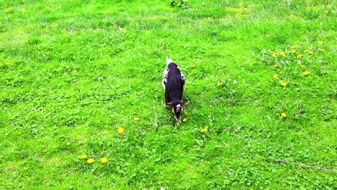 A small cute goat grazes on green grass Stock Footage 232017631