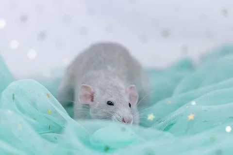 A small cute gray decorative rat sits among folds of mint light and airy fabr Stock Photos