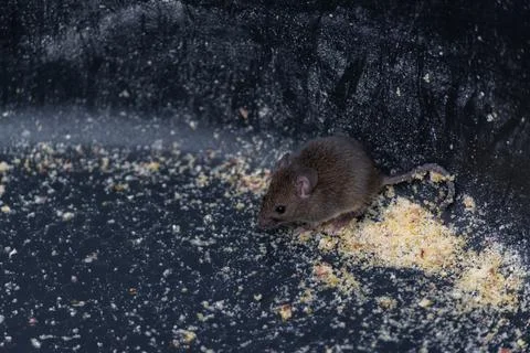A small cute gray field mouse in a large plastic flour bowl, looking for food Stock Photos