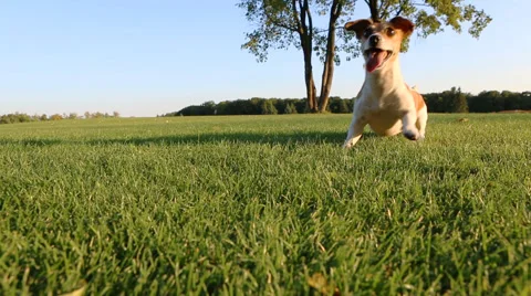 Small cute happy dog Vídeo Stock 45863856
