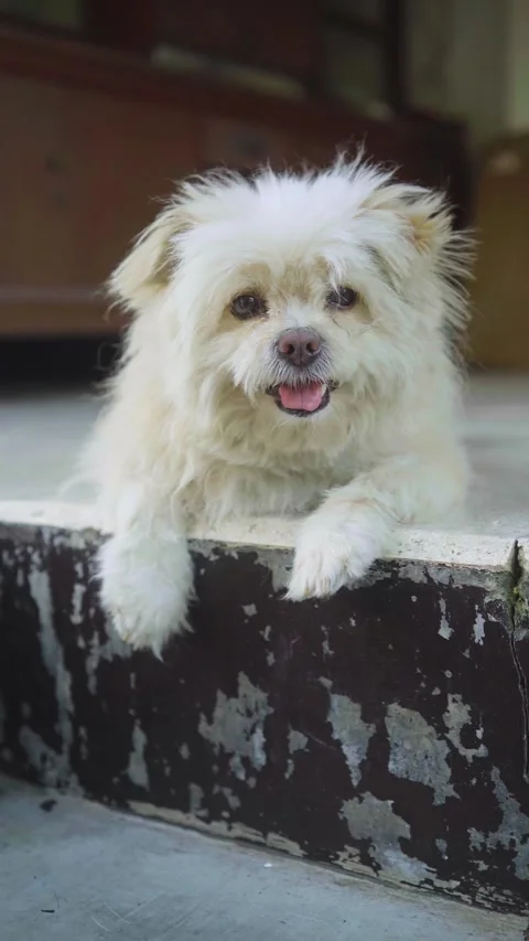 Small cute happy dog is looking to the camera Stock Footage 337079718