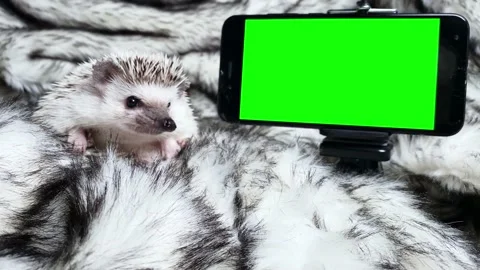 Small cute hedgehog pet at smartphone with green screen. Stock Footage 185271443