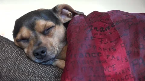Small cute jack russel dog sleeping on a sofa with a blanket Video stock 41765762