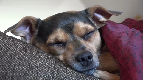 Small cute jack russel dog sleeping on a sofa with a blanket Stock Footage 41766170