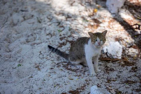 Small cute kitten in the backlight, in the rays of the bright sun. Fotos Stock
