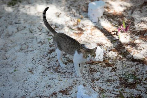 Small cute kitten in the backlight, in the rays of the bright sun. Stock-Fotos