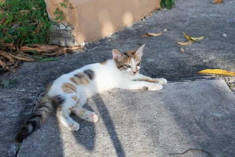 Small cute kitten in the backlight, in the rays of the bright sun. Stock Photos