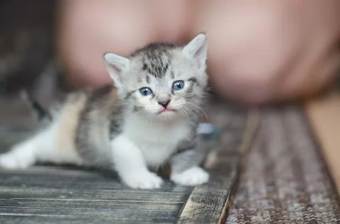 Small cute kitten on carpet Fotos Stock