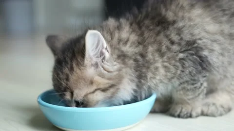 Small Cute Kitten Eating Cat Food From a Bowl and Going Away Stock Footage 205722210