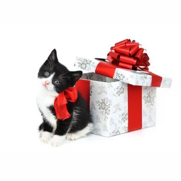 Small cute kitten with gift box Stock Photos