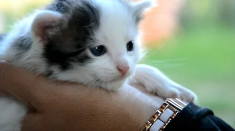 Small cute kitten on hands Stock Footage 41636373
