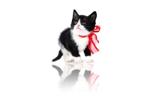 Small cute kitten Foto stock