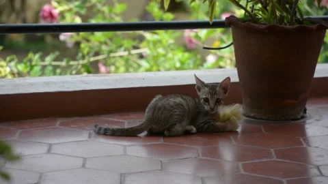 Small cute kitten playing with a cleaning brush on a balcony. 動画素材 144179641