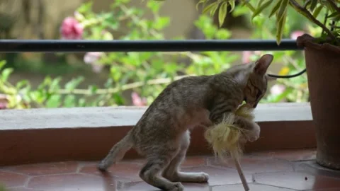 Small cute kitten playing with a cleaning brush on a balcony next to a pot Stock Footage 144179644