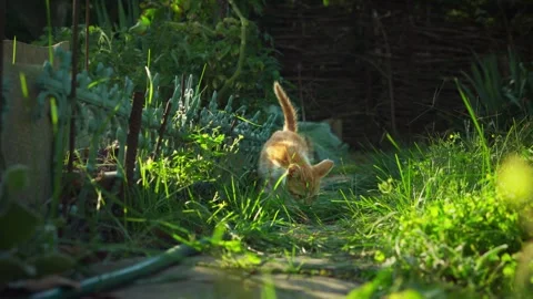 Small cute kitten in the thick grass at home runs to a person to be petted Stock Footage 255073093