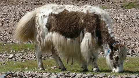Small cute light-and- brown Yak eating grass. Stock Footage 80091912