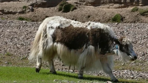 Small cute light - brown Yak walks the steppe. Stock Footage 80092033