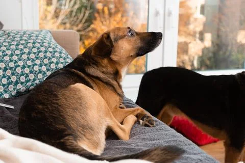 Small cute mongrel lying on a grey sofa, cosy vibes, warm tones. Stock Photos