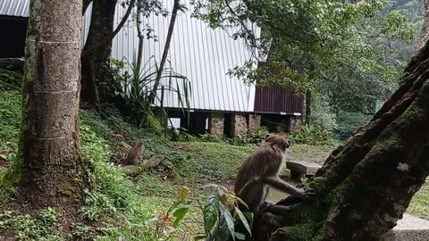 A small cute monkey in the city forest Stock Footage 150215541