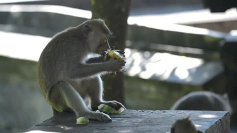 Small cute monkey eating pineapple fruit Stockbeeldmateriaal 95175952