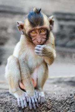 Small cute monkey sitting and looking in the camera Fotos de archivo