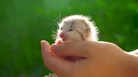 Small cute newborn kitten on hands Stock Footage 71169876