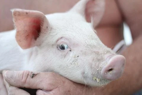 Small cute pig in the hands Stock Photos