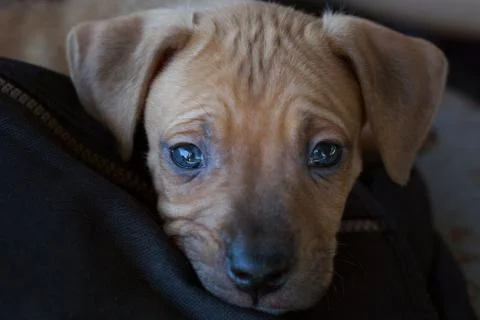 Small cute puppy. Stock Photos