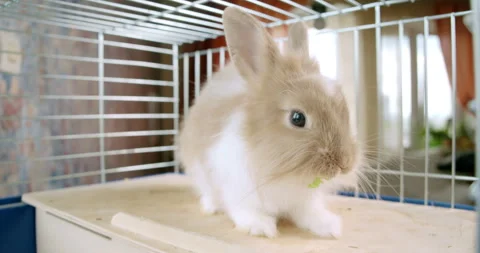 Small cute rabbit, bunny eating green lettuce in a cage. Rabbit chewing salad Stock Footage 248002687