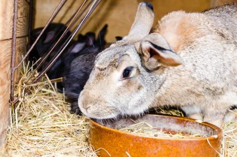 Small cute rabbit in cage. Stock Photos