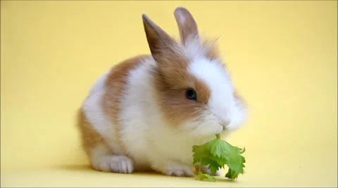 Small cute rabbit eating celery Stock Footage 67403077