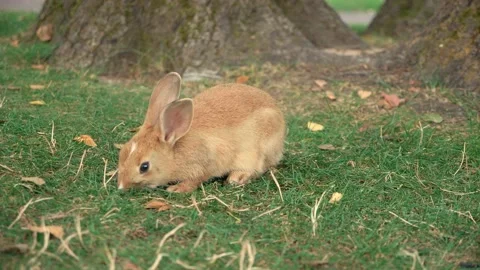 Small cute rabbit eating grass in public park Vídeos de archivo 144601181