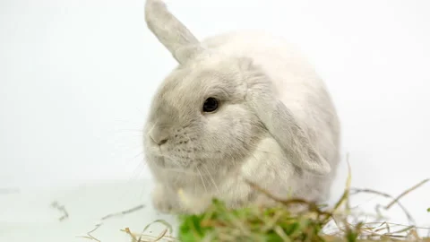 A small cute rabbit on a light background licks its paw. Stock Footage 236839501