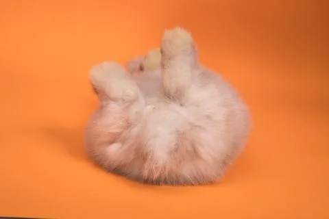 Small cute rabbit lying 스톡 사진