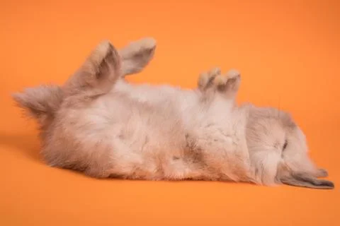 Small cute rabbit lying Foto stock