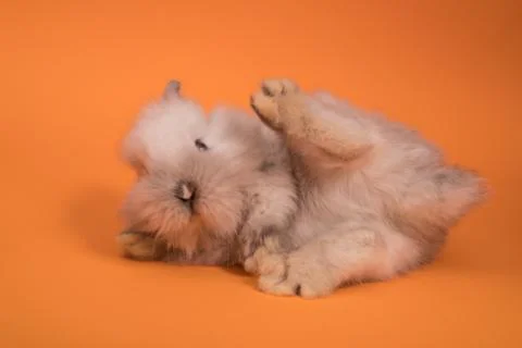 Small cute rabbit lying Stock Photos