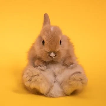 Small cute rabbit lying Stock Photos