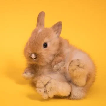 Small cute rabbit lying Stock Photos