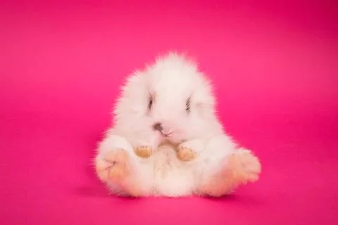 Small cute rabbit lying Stock Photos