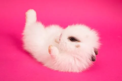 Small cute rabbit lying 스톡 사진