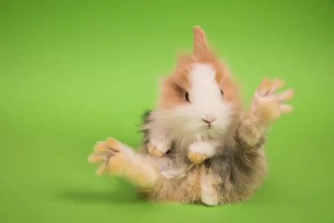 Small cute rabbit lying Stock Photos