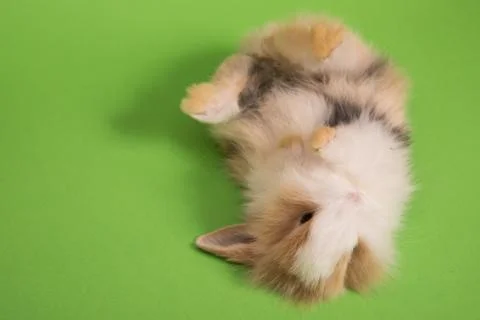 Small cute rabbit lying Stock Photos