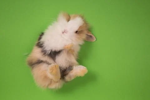 Small cute rabbit lying Stock Photos