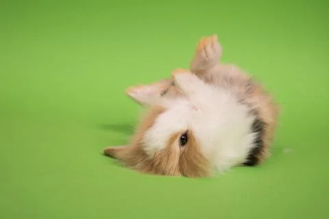 Small cute rabbit lying Stock Photos