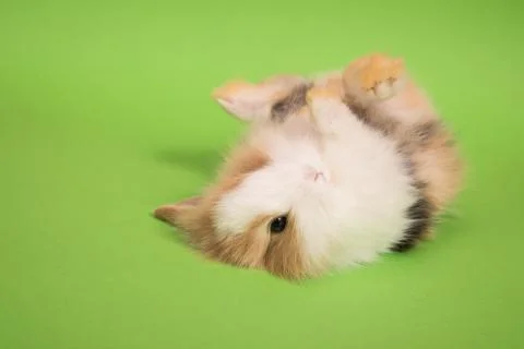 Small cute rabbit lying Stock Photos